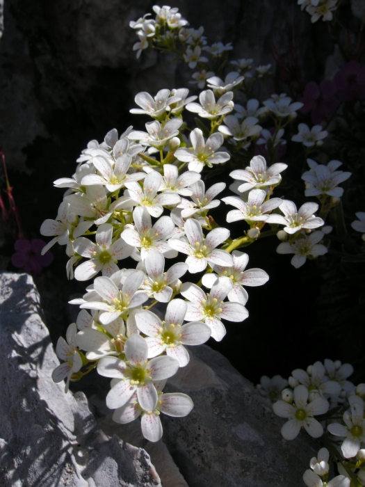 Saxifraga callosa / Sassifraga meridionale